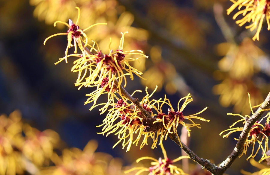 فندق افسونگر