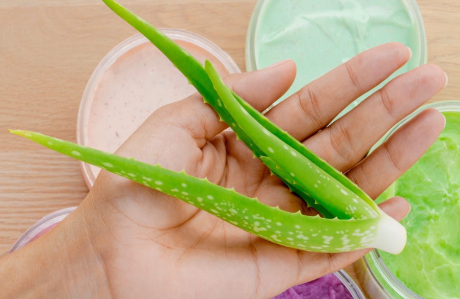 Aloe veranın tıbbi özellikleri