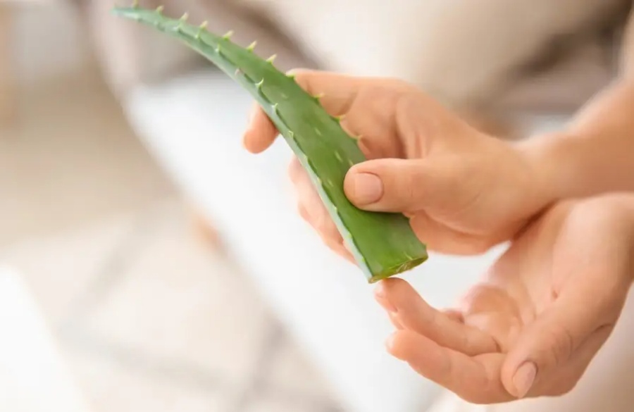 Aloe veranın cilde faydaları