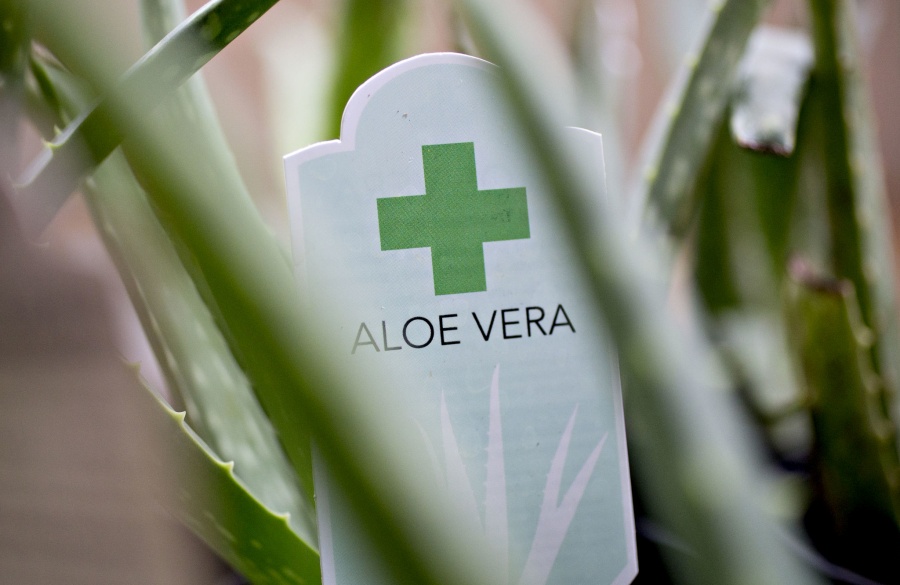 ملاحظات استفاده از آلوئه ورا برای درمان آکنه