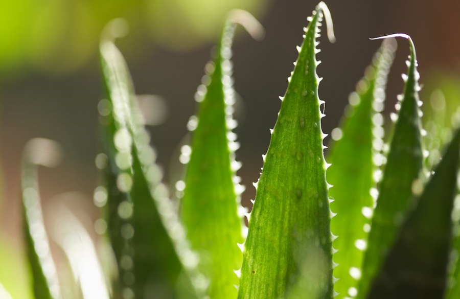 آلوئهورا چیست